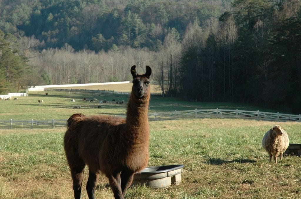 Just Checked Out: Blackberry Farm, Tennessee