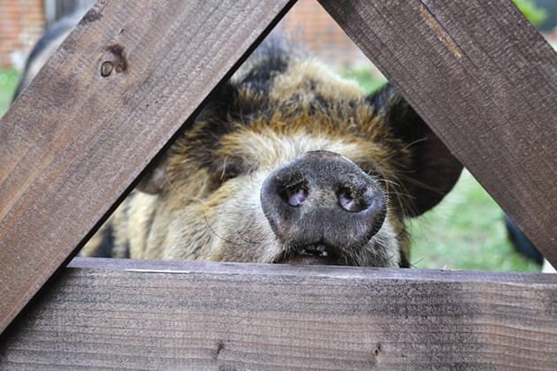 Postcard From The Pig, New Forest