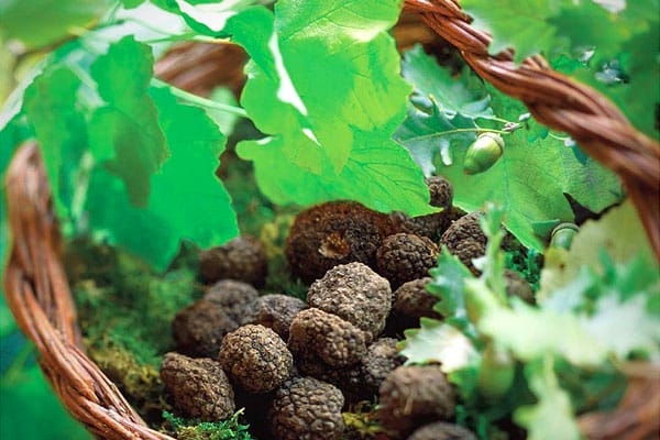 Truffle hunting in Umbria and Provence
