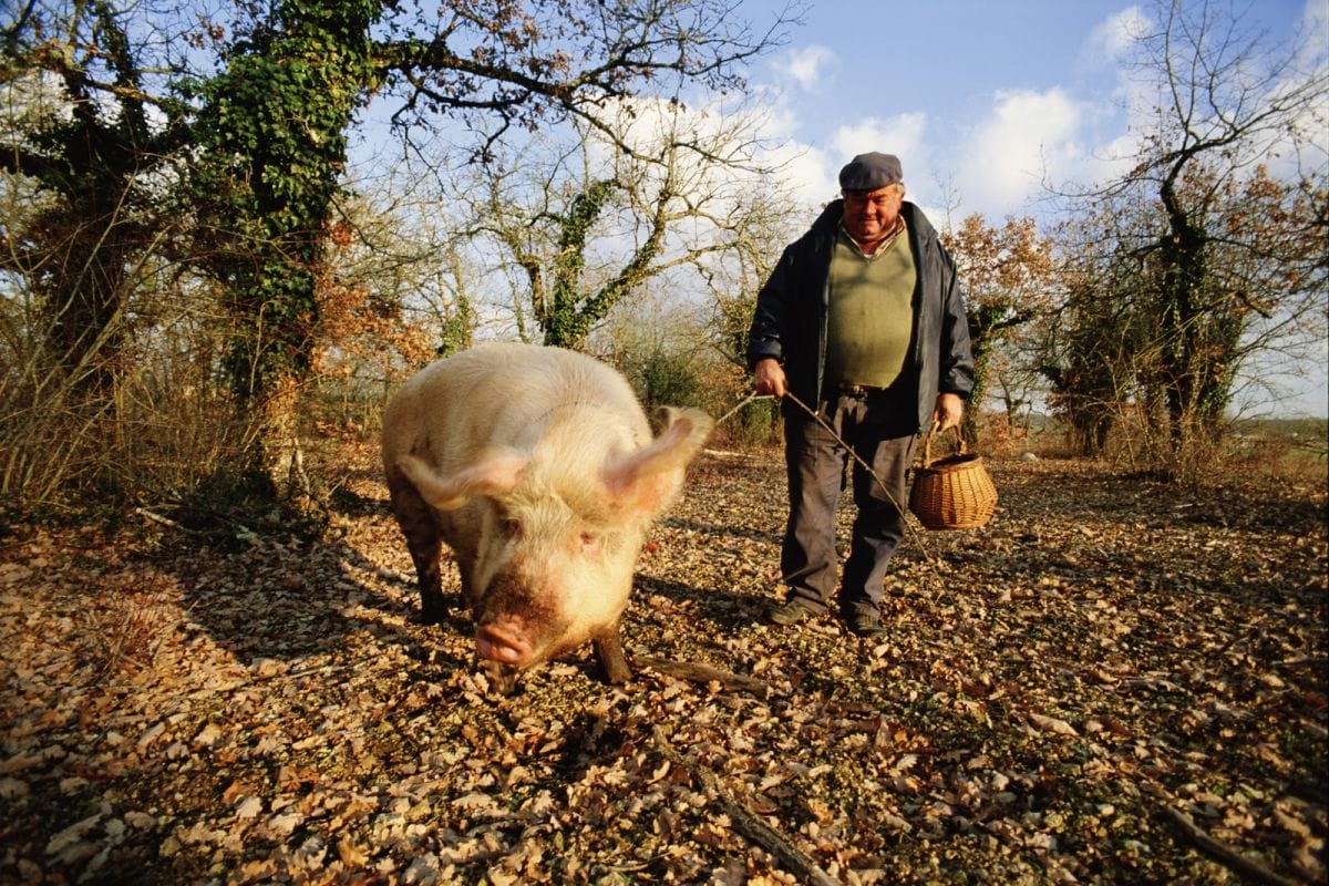 Truffle hunting in Umbria and Provence
