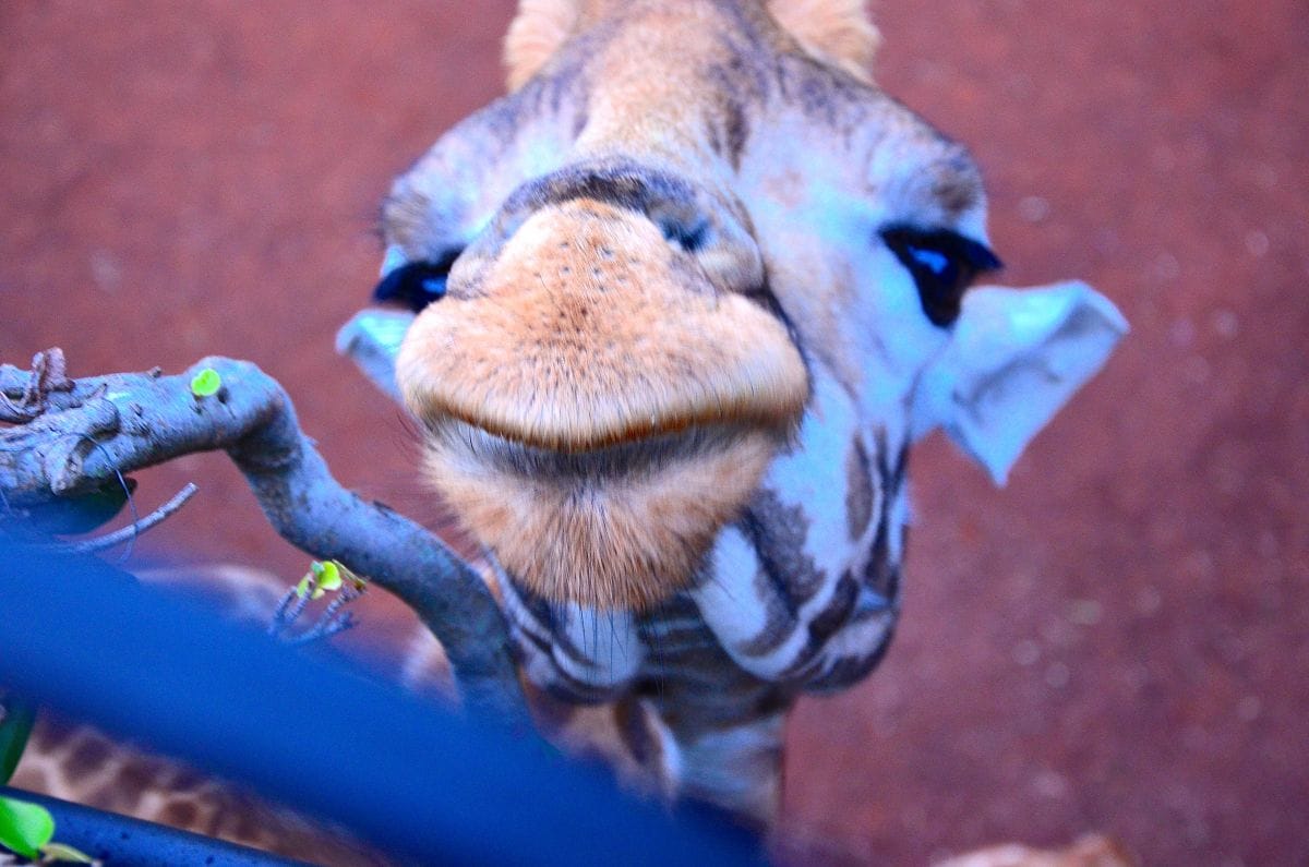 Dispatch From Kenya: Giraffe Manor