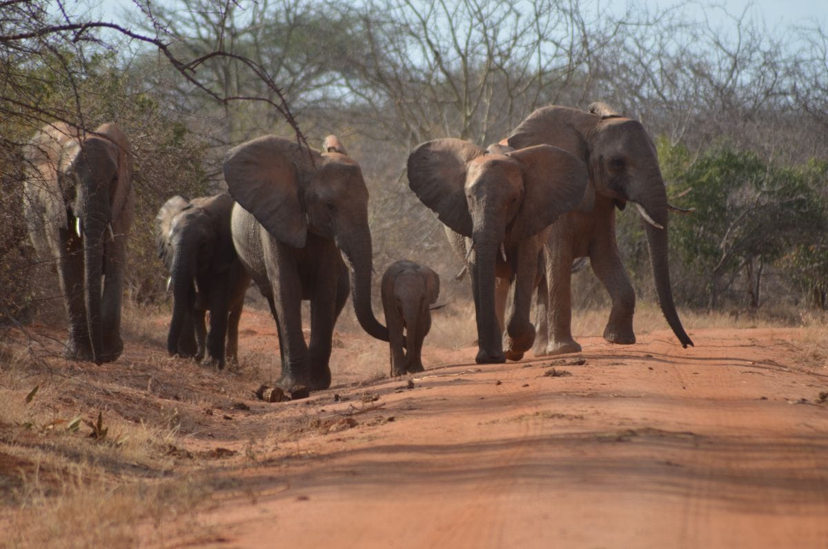 Dispatch from Kenya: Ithumba Camp, Kenya