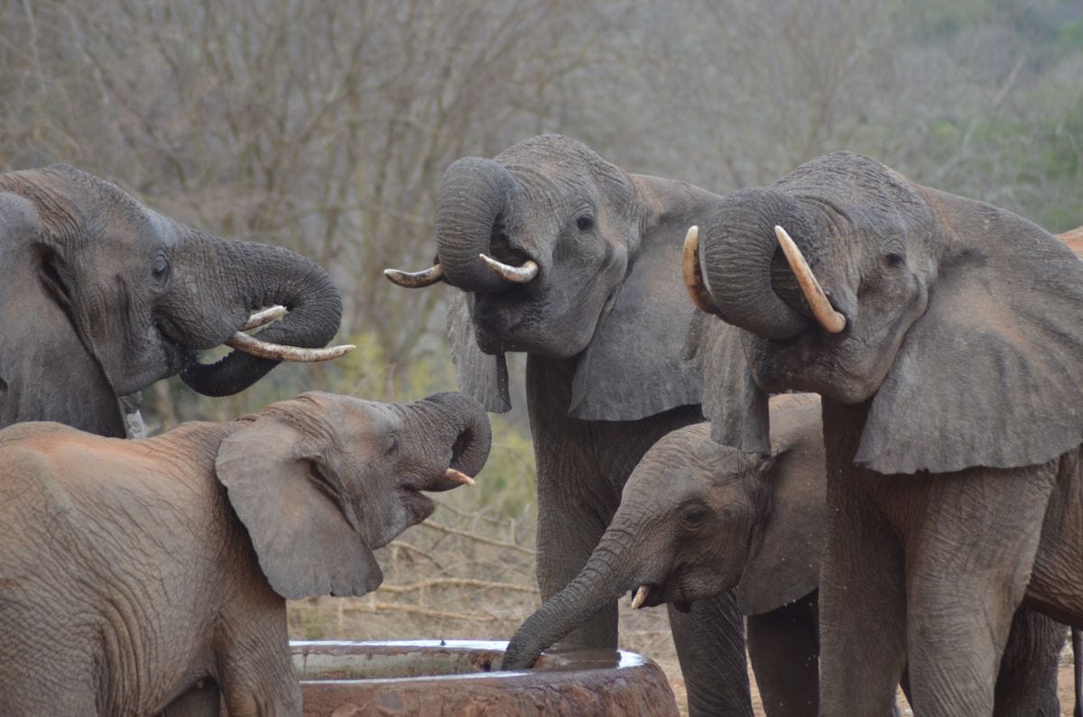 Dispatch from Kenya: Ithumba Camp, Kenya