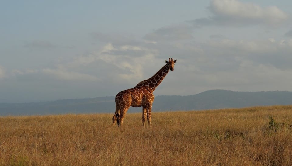 Safari Lodge Review: Sirikoi, Lewa Conservancy in Kenya