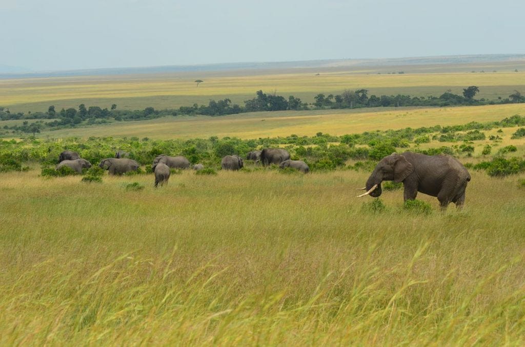 Dispatch From Kenya: Mara Plains Camp, Masai Mara