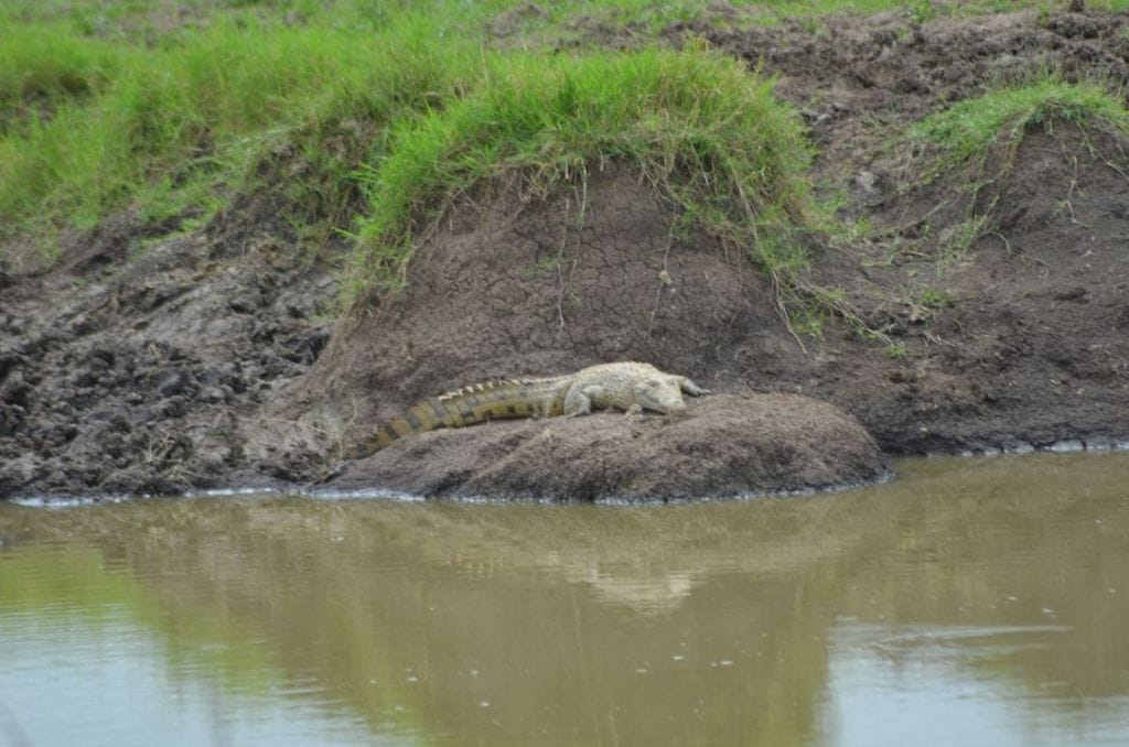 Dispatch From Kenya: Mara Plains Camp, Masai Mara