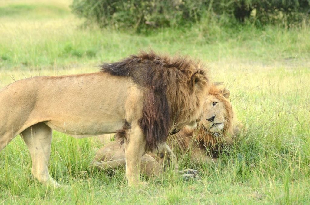 Dispatch From Kenya: Mara Plains Camp, Masai Mara