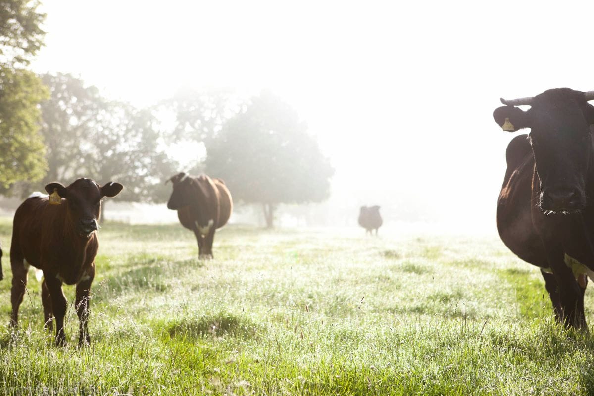 Inside Look: The Wild Rabbit in the Cotswolds