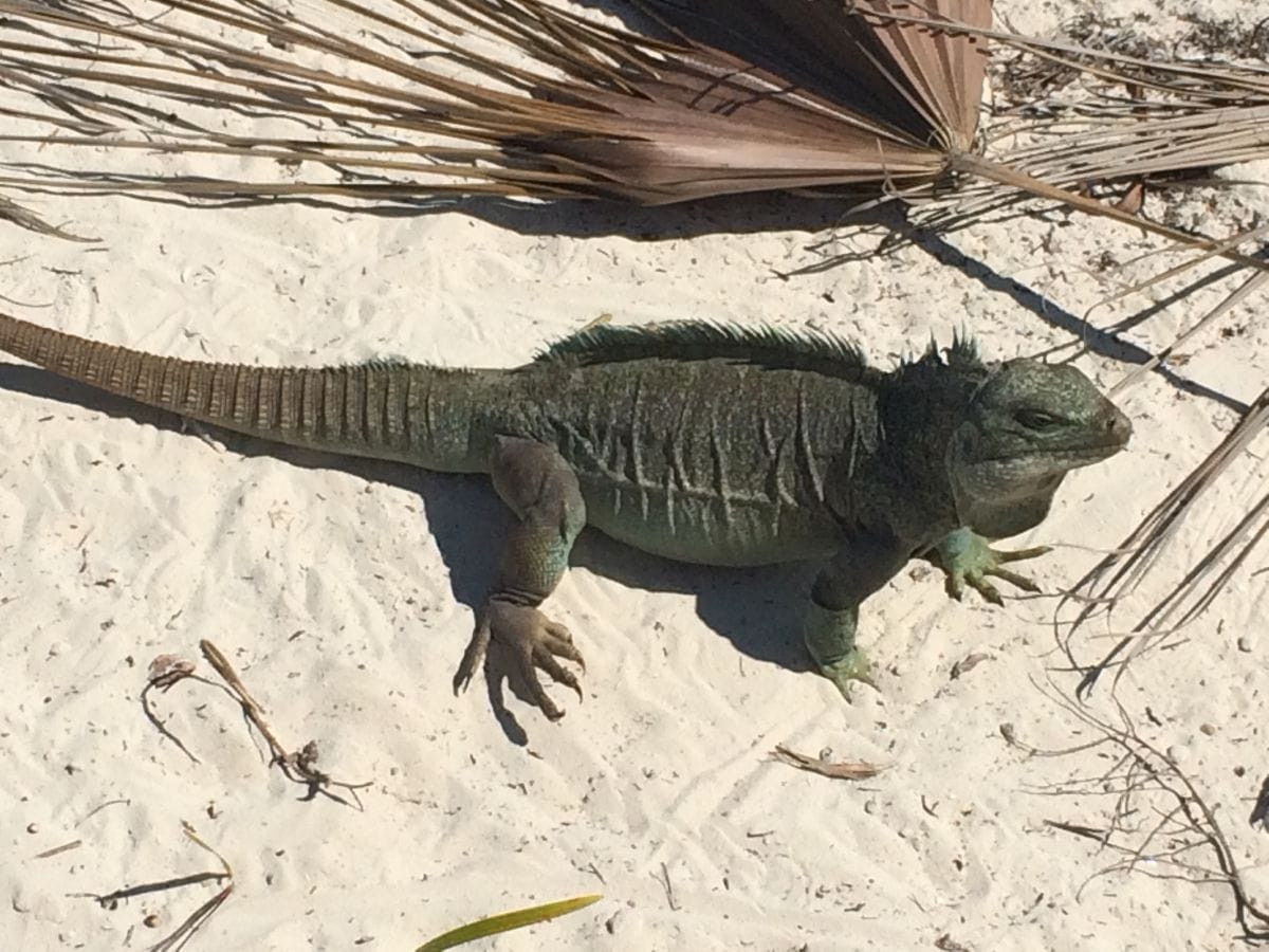 Hotel Review: Parrot Cay, Turks & Caicos