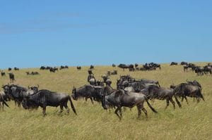 Review: Singita Mara River Tented Camp, Tanzania