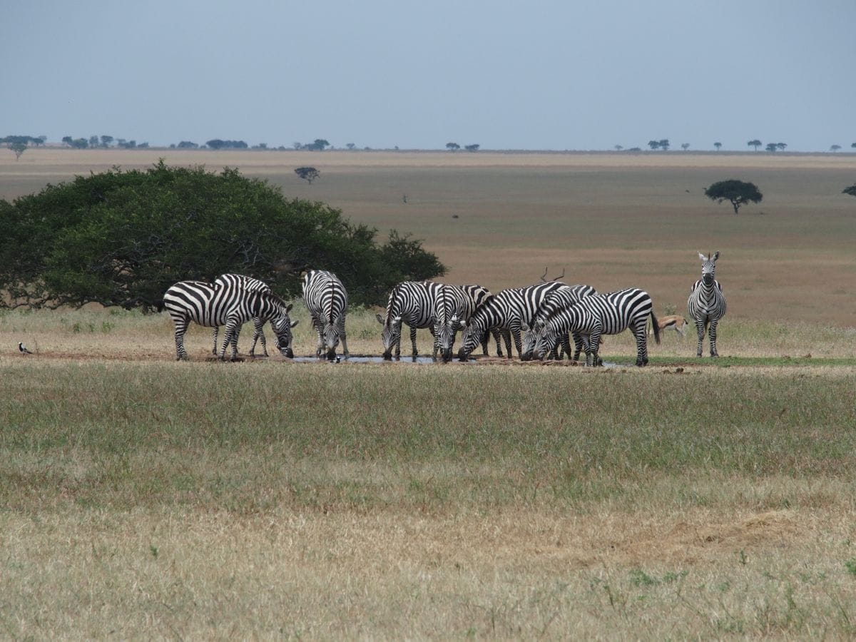 Just Checked Out: Singita Sabora Tented Camp, Tanzania