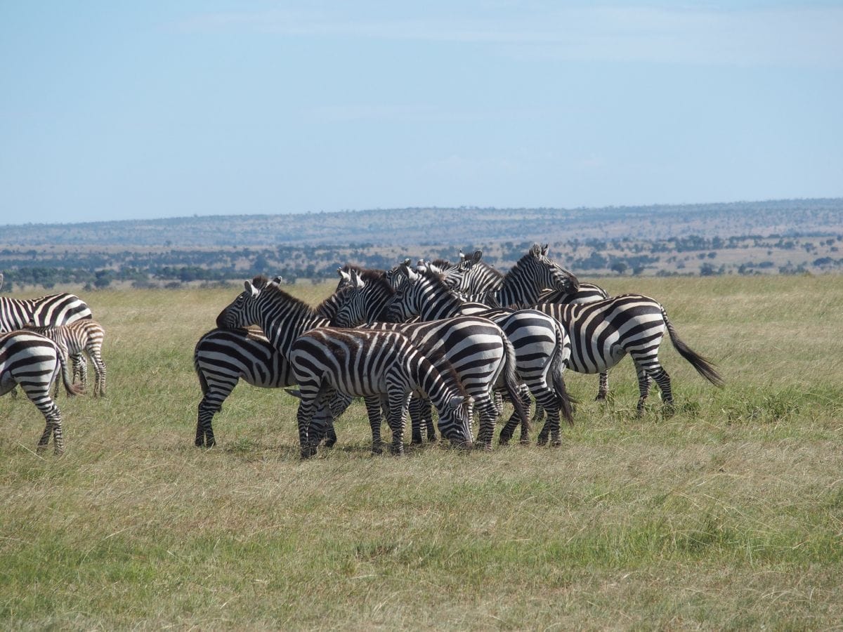 Review: Singita Mara River Tented Camp, Tanzania