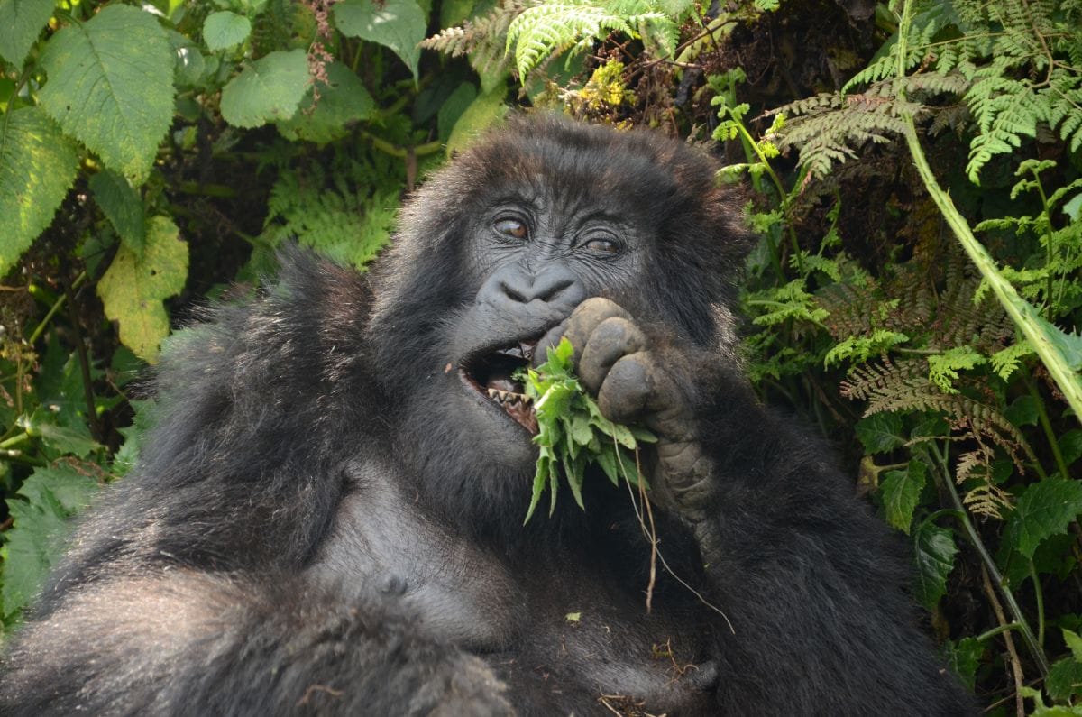 Gorilla Trekking in Rwanda: A Birthday in Volcanoes National Park