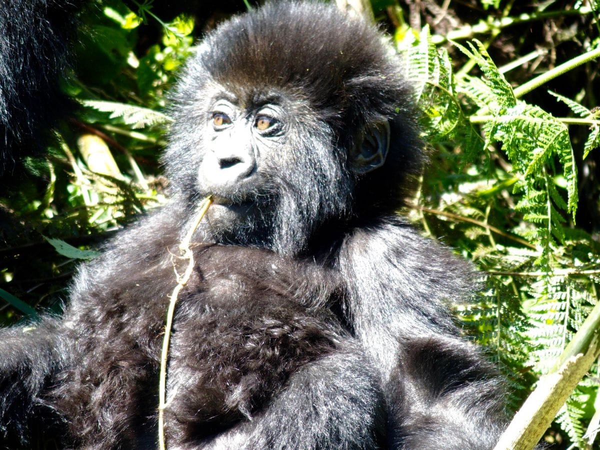 Gorilla Trekking in Rwanda: A Birthday in Volcanoes National Park