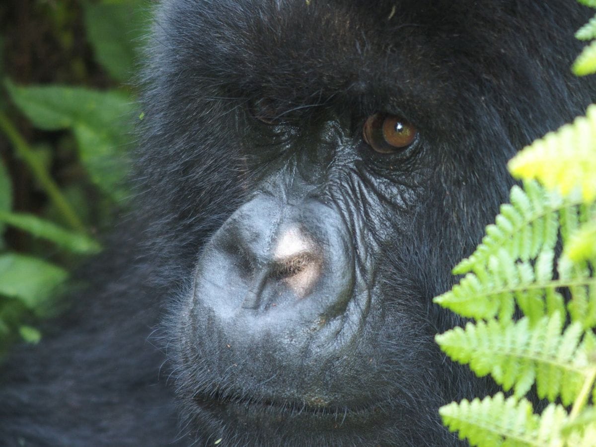 Gorilla Trekking in Rwanda: A Birthday in Volcanoes National Park