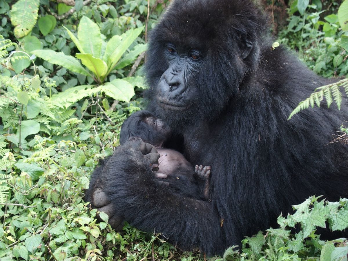 Gorilla Trekking in Rwanda: A Birthday in Volcanoes National Park