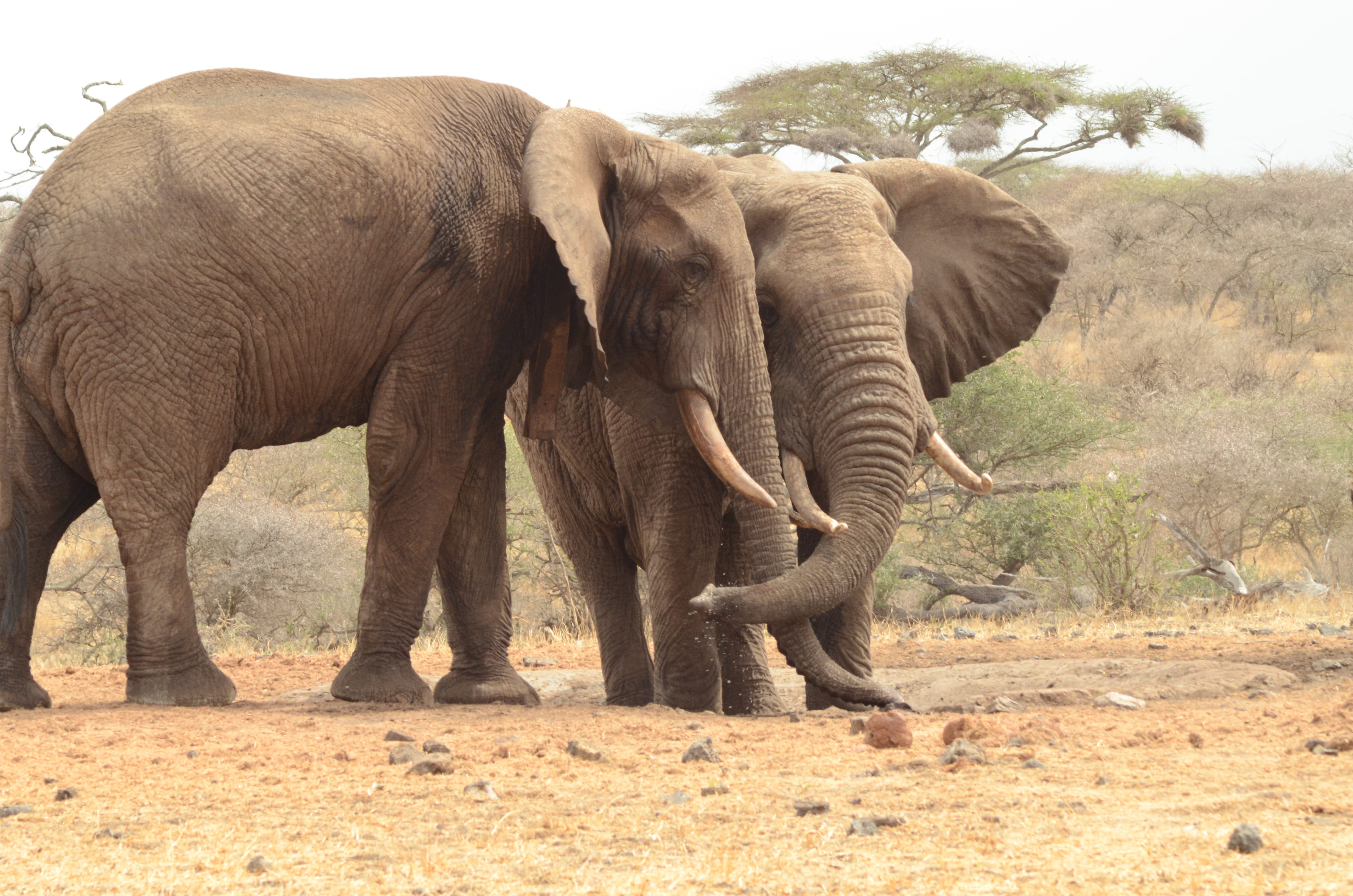 Ivory Only Belongs On Elephants