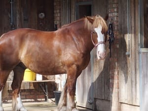 Soho Farmhouse Oxfordshire horses