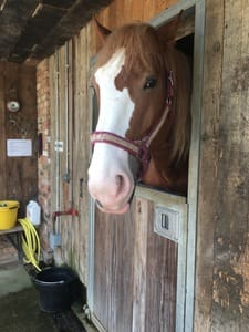 Soho Farmhouse horseback riding