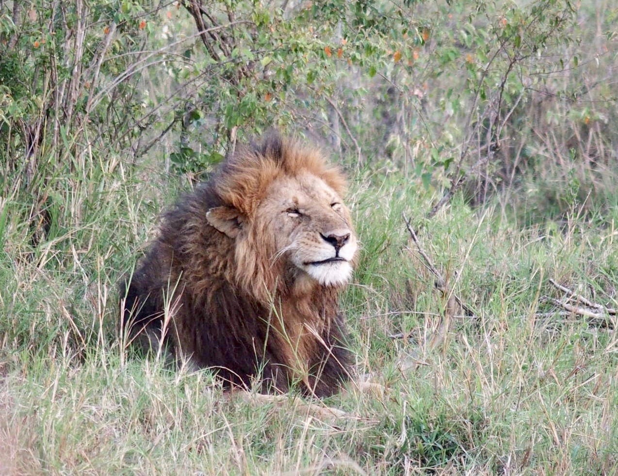 Safari Lodge Review: Angama Mara in the Maasai Mara, Kenya