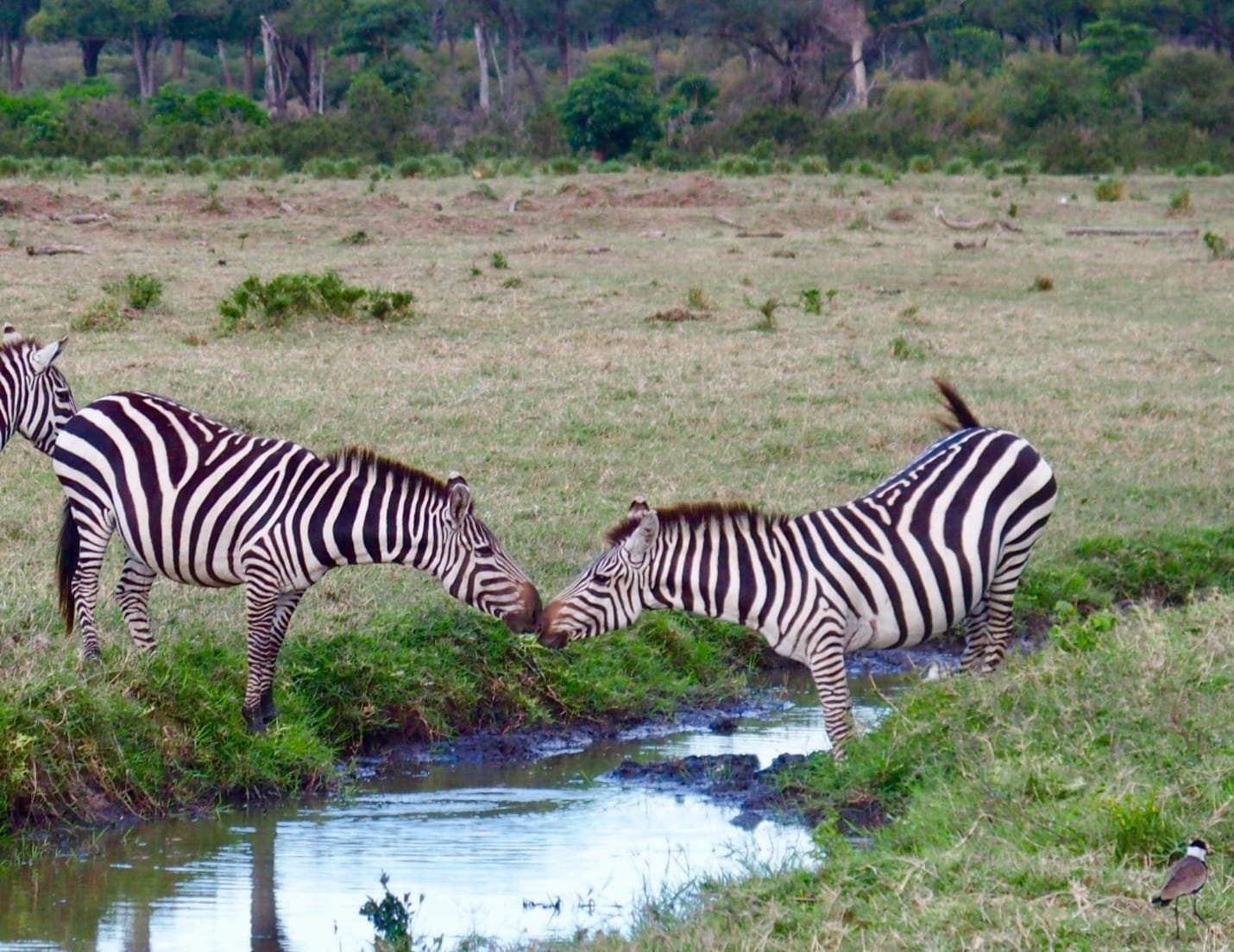 Safari Lodge Review: Angama Mara in the Maasai Mara, Kenya