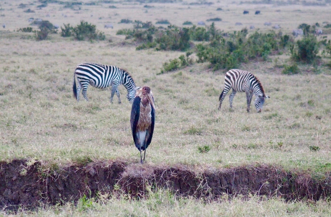 Safari Lodge Review: Angama Mara in the Maasai Mara, Kenya