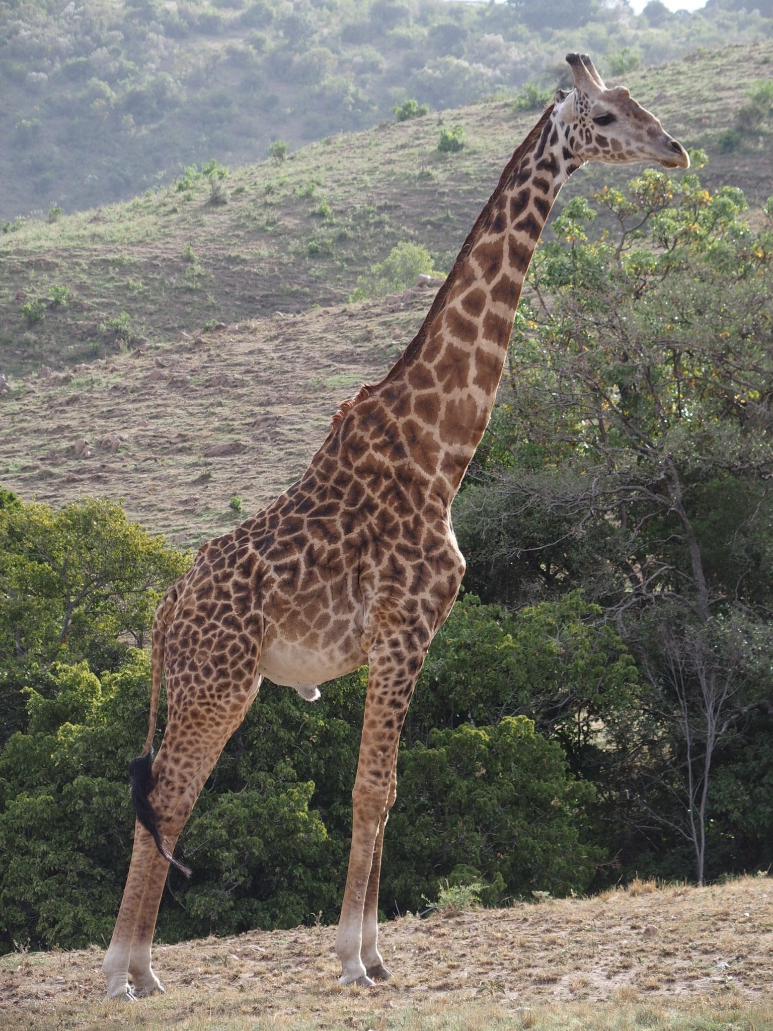 Safari Lodge Review: Angama Mara in the Maasai Mara, Kenya