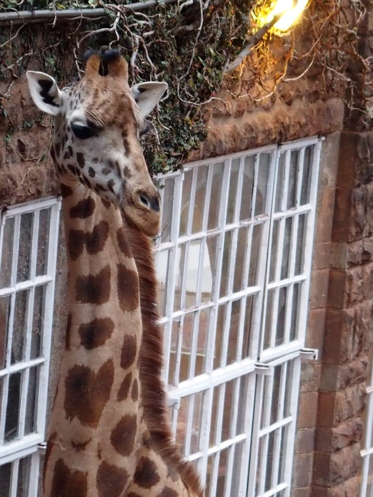 Back (again) to Giraffe Manor in Nairobi, Kenya