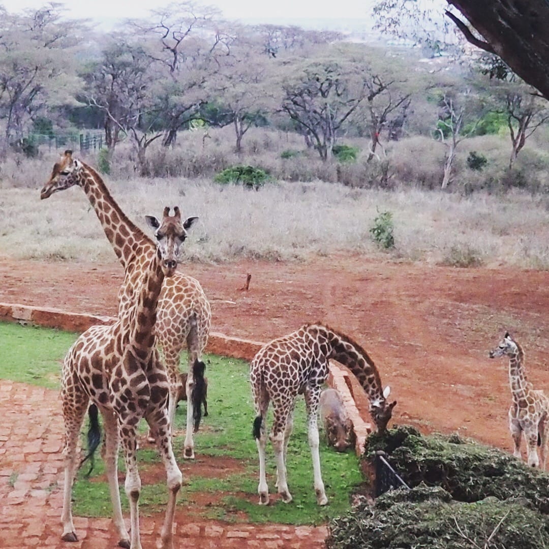 Back (again) to Giraffe Manor in Nairobi, Kenya