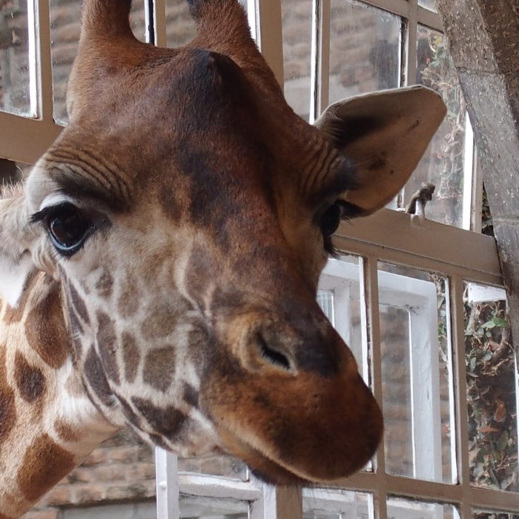 Back (again) to Giraffe Manor in Nairobi, Kenya