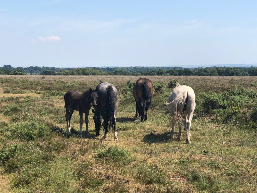 Postcard From The Pig, New Forest