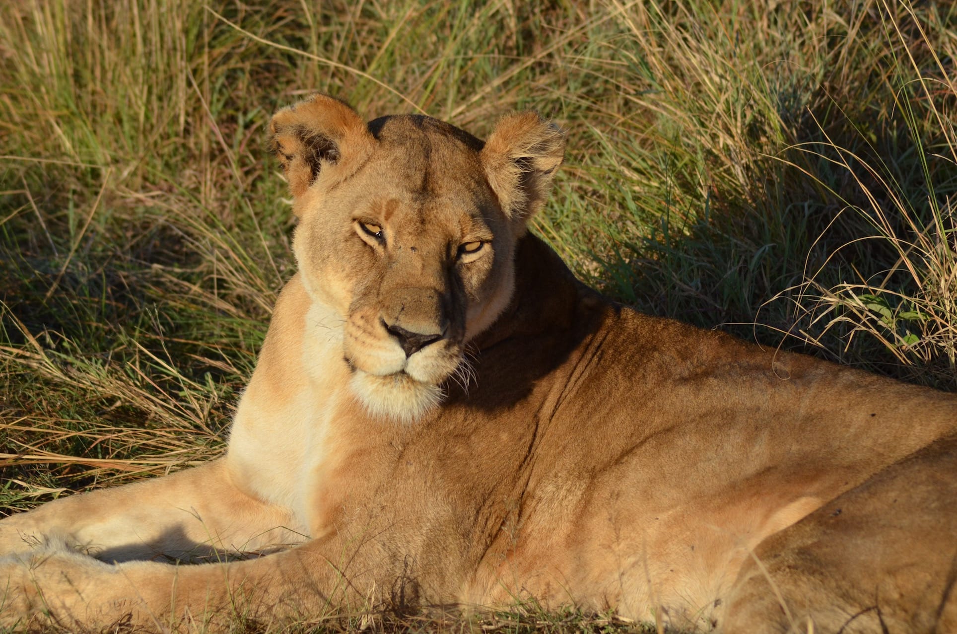 Just Checked Out: andBeyond Bateleur Camp, Masai Mara