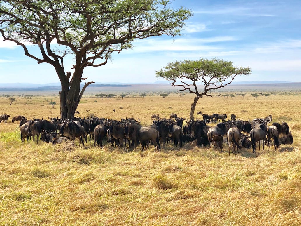 Just Checked Out: andBeyond Bateleur Camp, Masai Mara