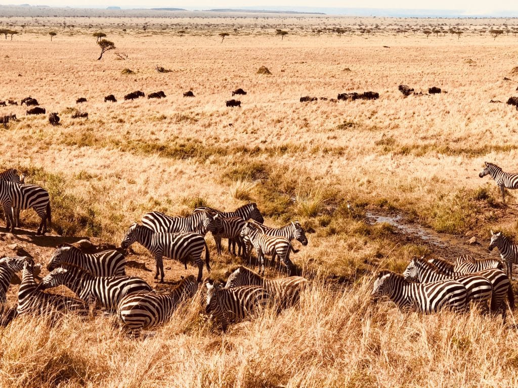 Just Checked Out: andBeyond Bateleur Camp, Masai Mara