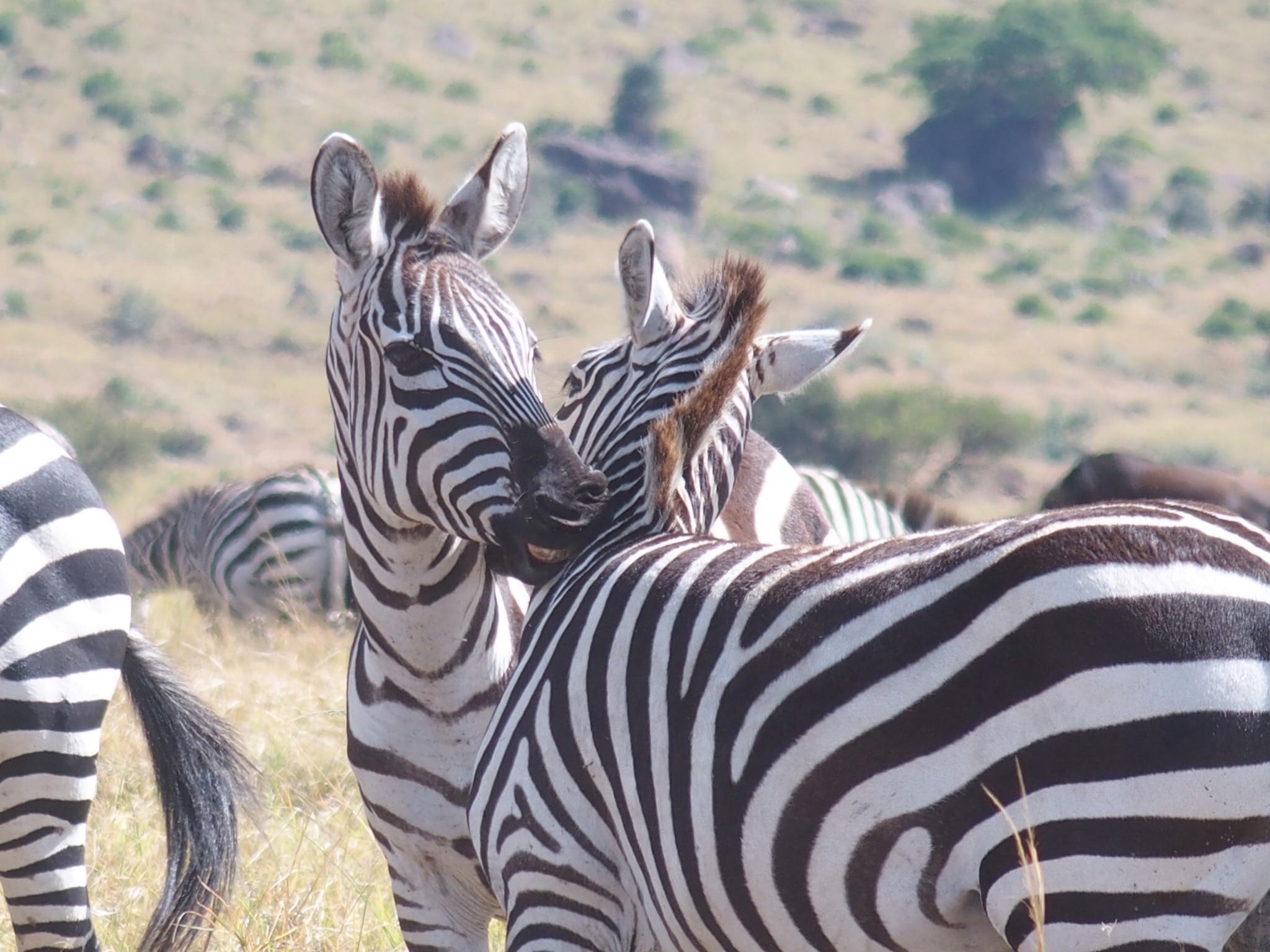 Just Checked Out: andBeyond Bateleur Camp, Masai Mara