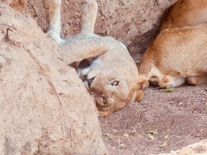 Just Checked Out: andBeyond Bateleur Camp, Masai Mara