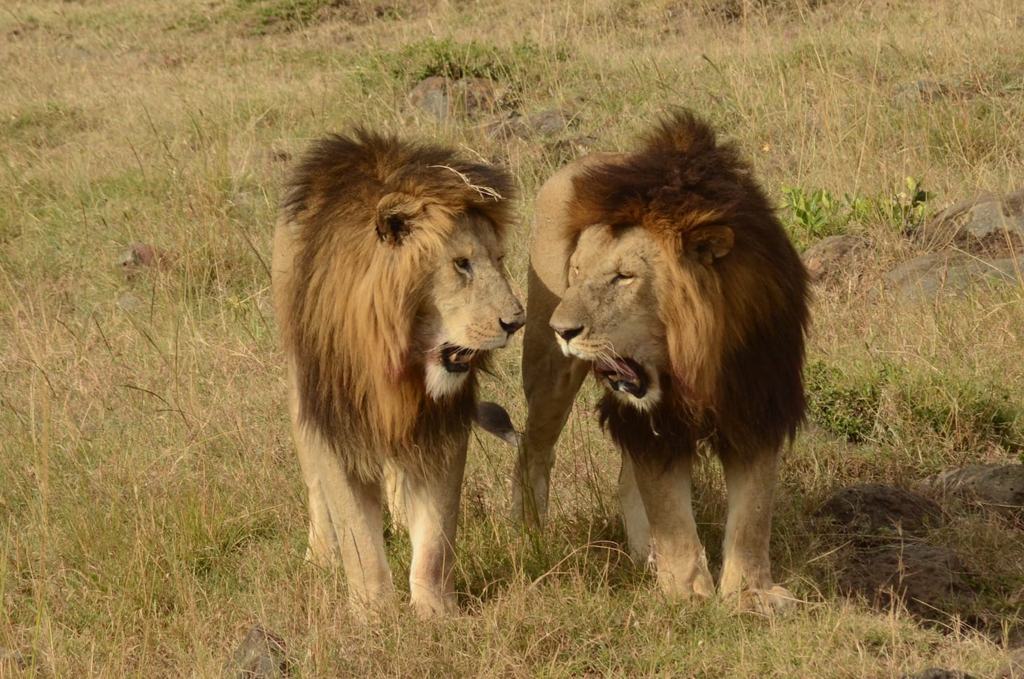 Just Checked Out: Elephant Pepper Camp, Masai Mara Kenya