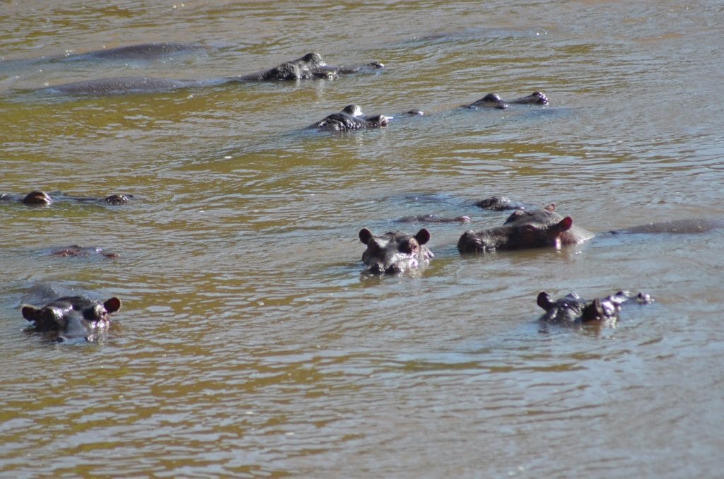 Just Checked Out: Elephant Pepper Camp, Masai Mara Kenya