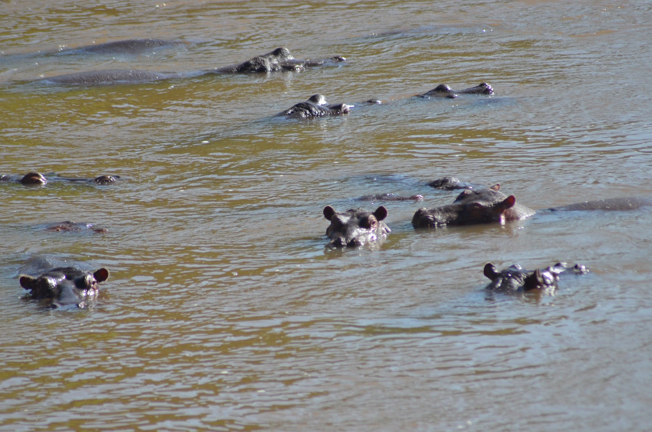 Just Checked Out: Elephant Pepper Camp, Masai Mara Kenya