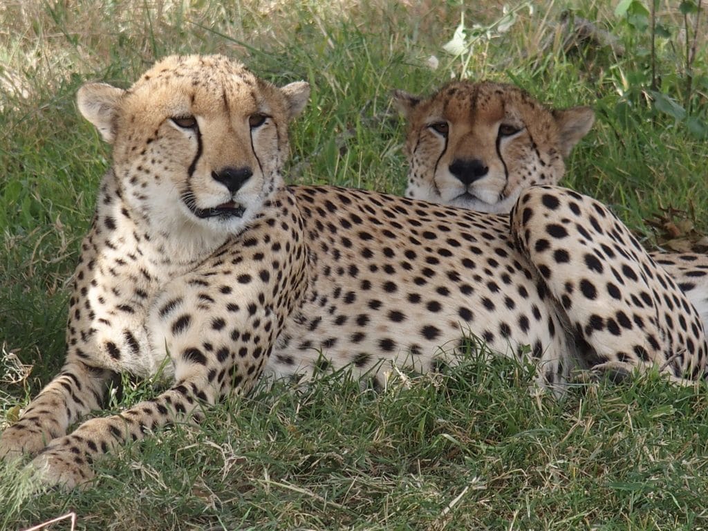 Just Checked Out: Elephant Pepper Camp, Masai Mara Kenya