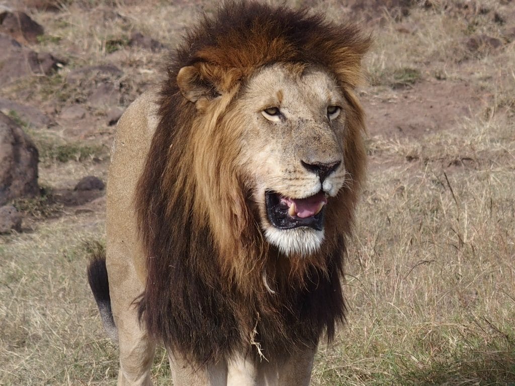 Just Checked Out: Elephant Pepper Camp, Masai Mara Kenya