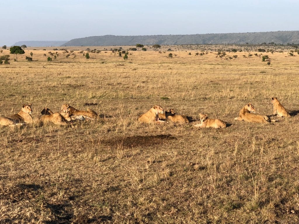 Just Checked Out: Elephant Pepper Camp, Masai Mara Kenya