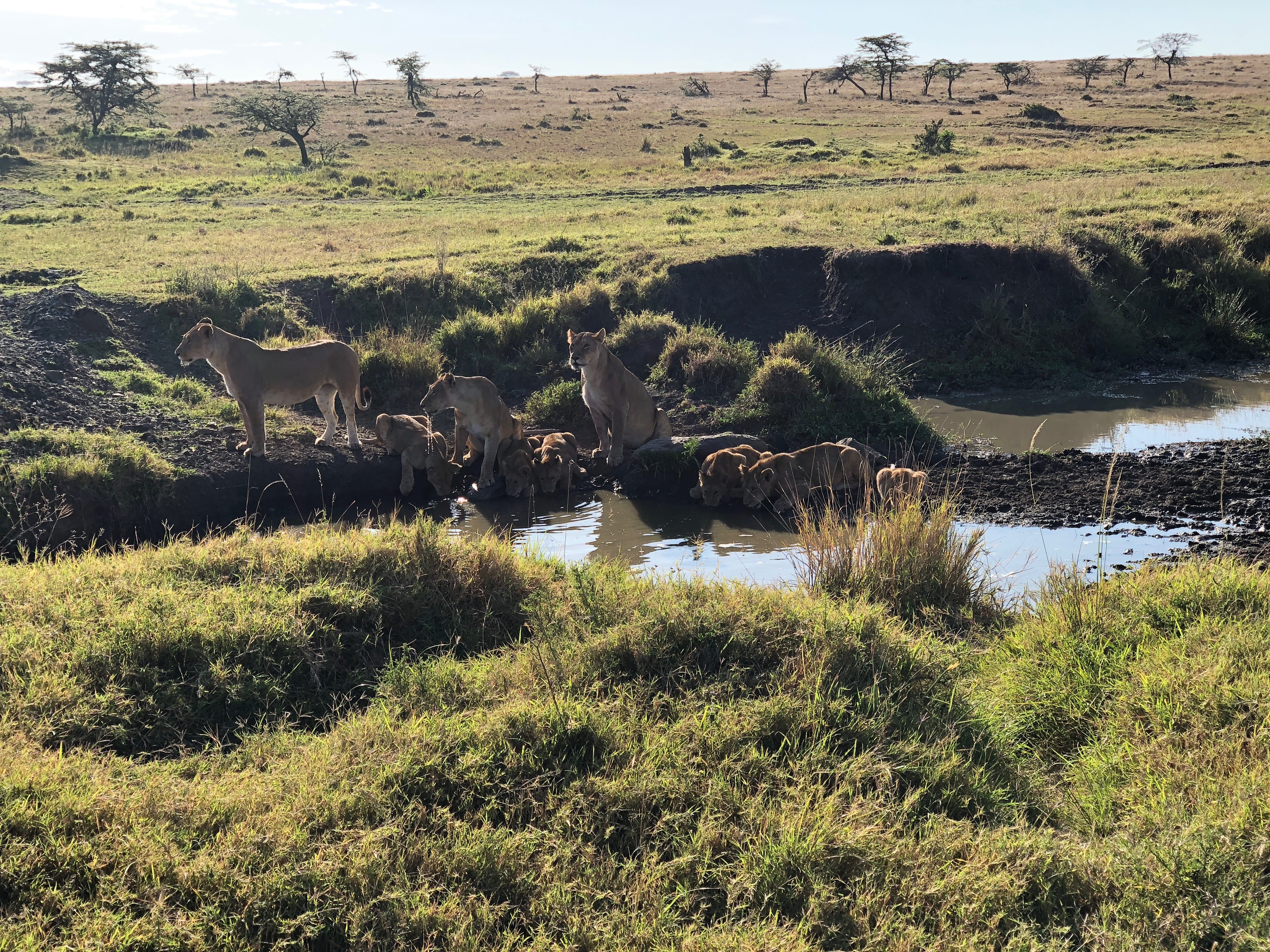 Just Checked Out: Elephant Pepper Camp, Masai Mara Kenya