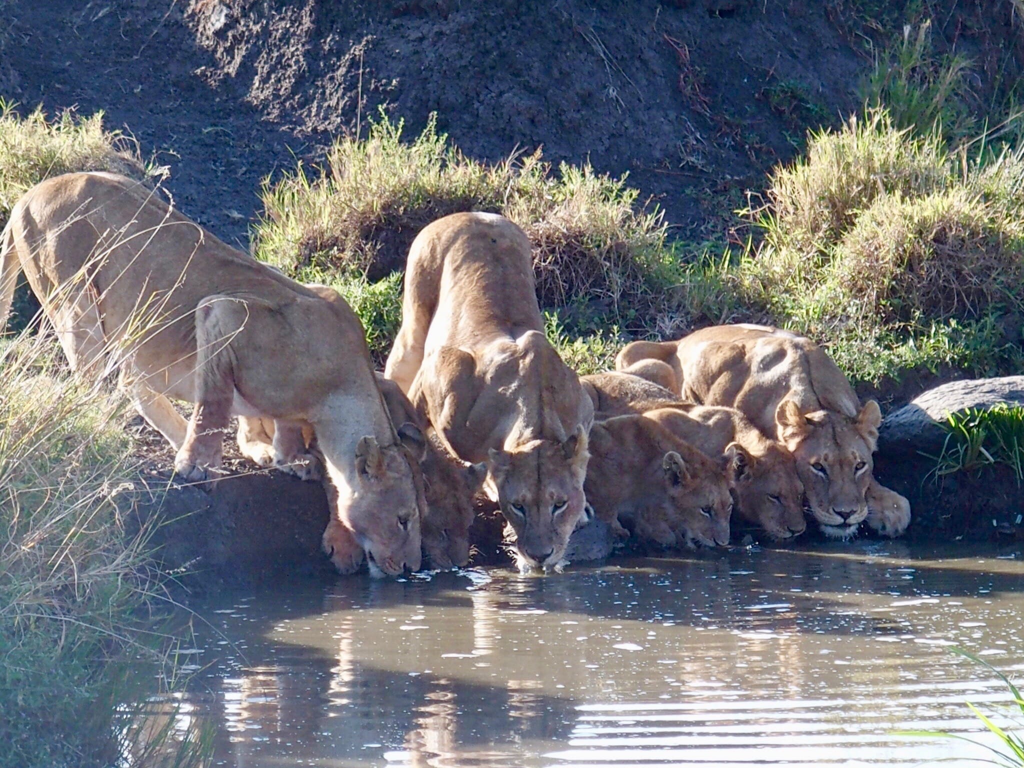 Just Checked Out: Elephant Pepper Camp, Masai Mara Kenya