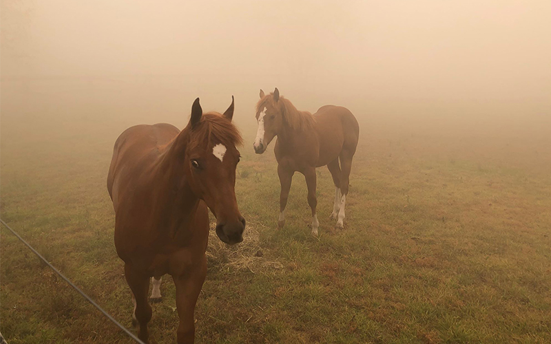 Australia On Fire: How To Help The Wildfire Victims