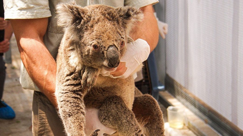 Australia On Fire: How To Help The Wildfire Victims