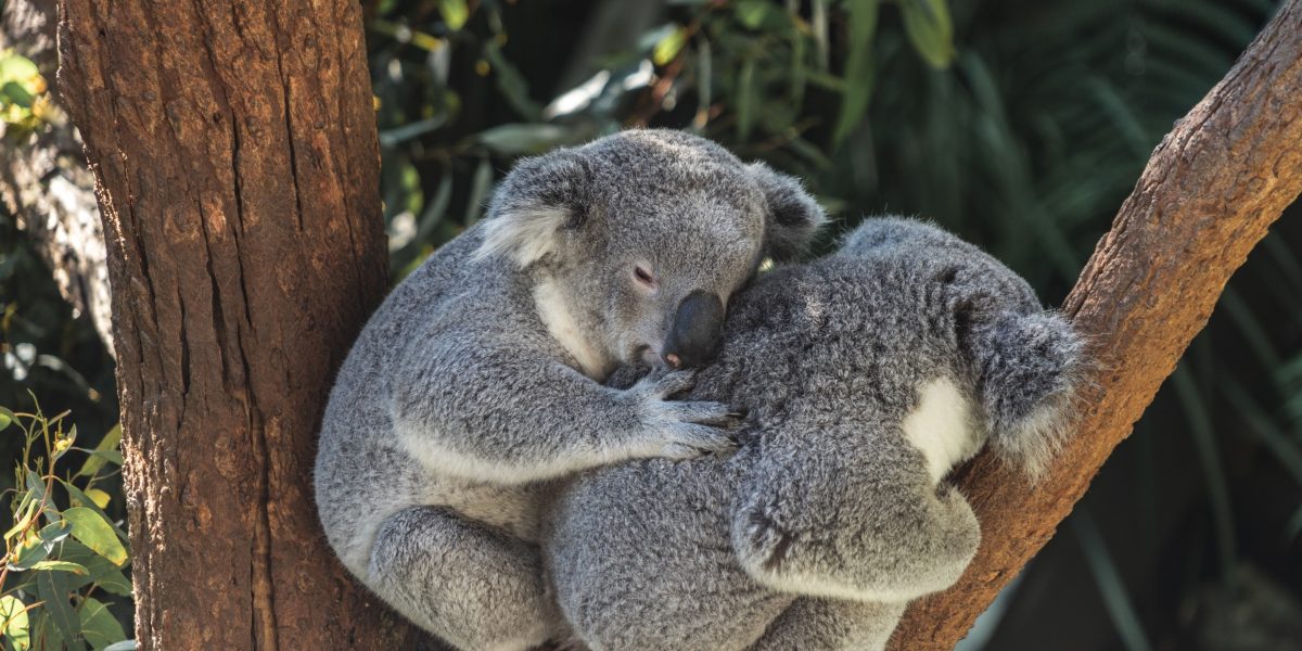 Koalas bushfire