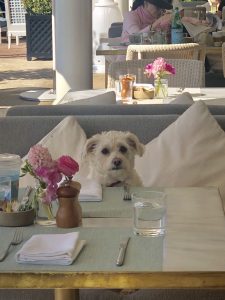 Hotel Review: Rosewood Miramar Beach, Montecito