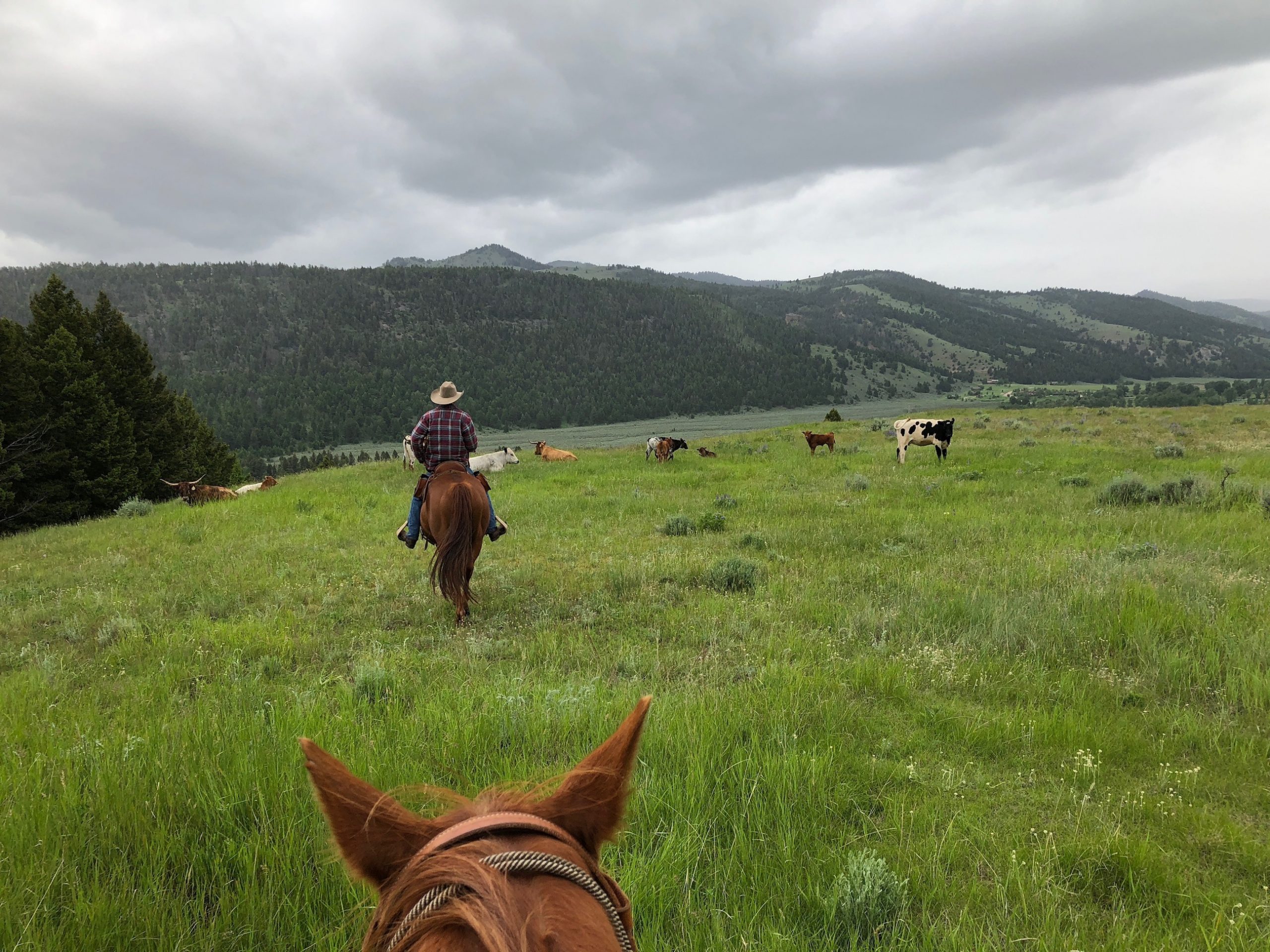 Review: Ranch At Rock Creek, Montana