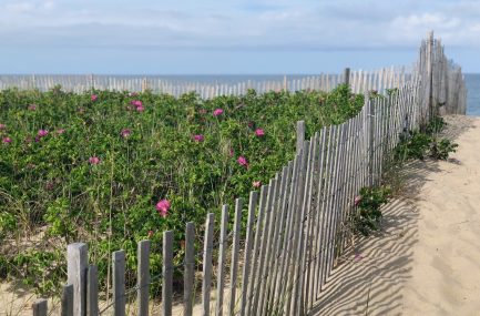 Sconset-beaches